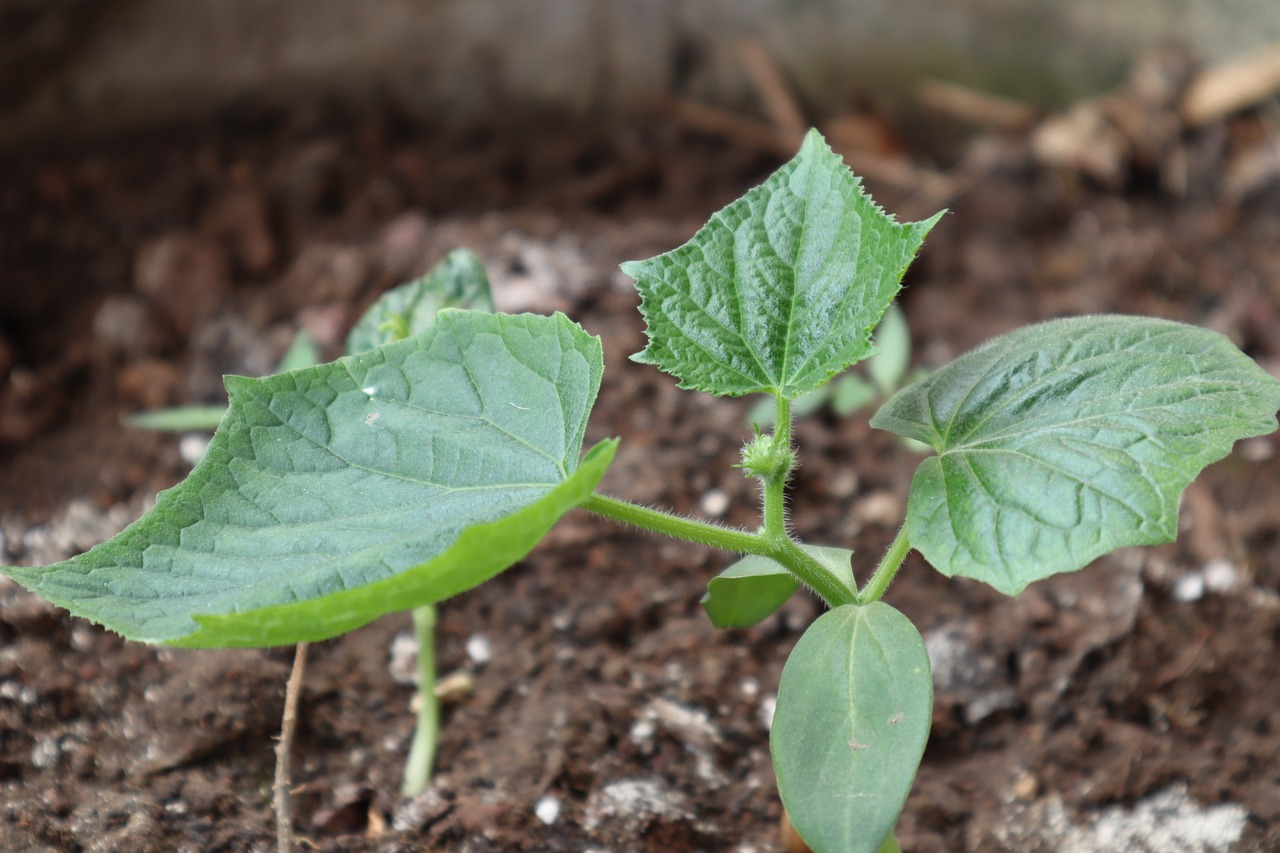 The Basics of Companion Planting